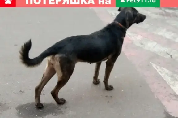 Собака в ошейнике ищет хозяев в Москве