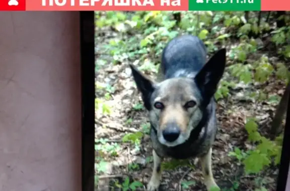 Найденные животные Москва, фото: Найдена ласковая собака в Москве, Врачебный проезд