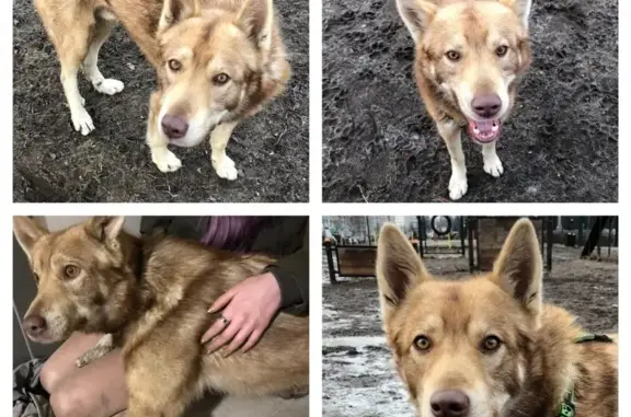 Собака найдена на улице Бианки, 4к1 в Москве