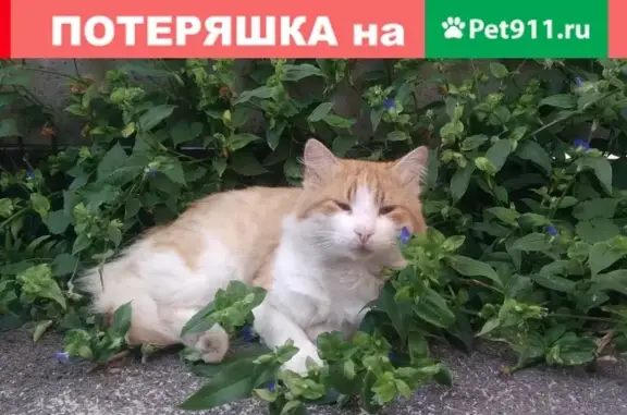 Пропала кошка Барсик, ул. Погодина 67, Ростов-на-Дону