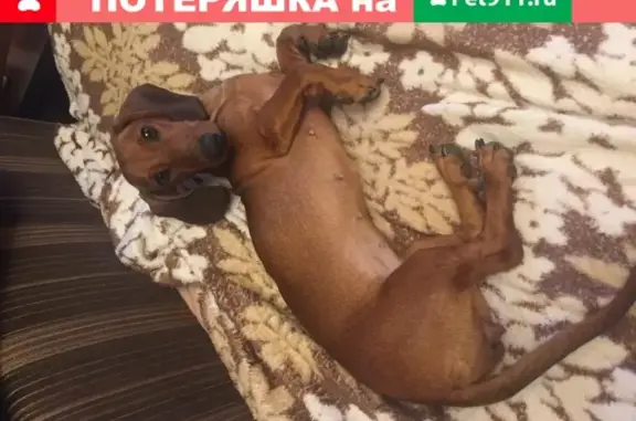 Найдена собака в Краснодаре на улице Петра Метальникова