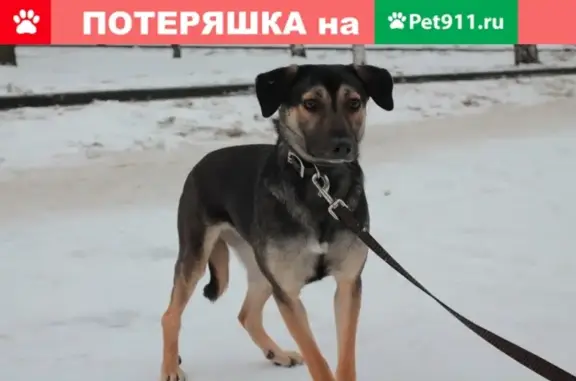 Пропала собака в селе Поздное, Рязанская область, девочка 3 года, стерилизованная.