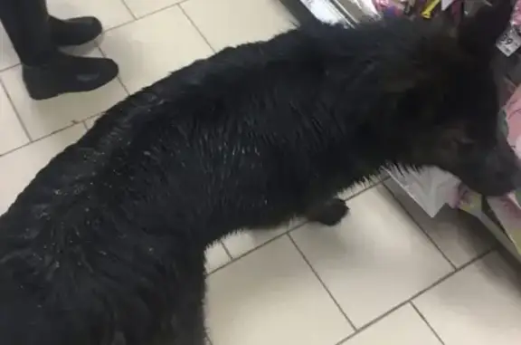 Найдена собака на Заречном бульваре в Нижнем Новгороде