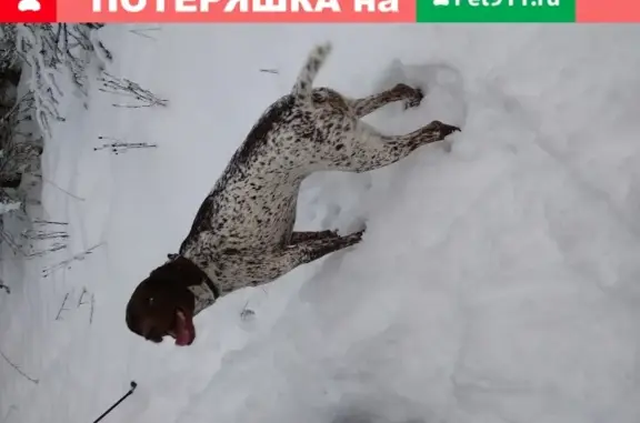 Пропала собака в д. Ильинское, Костромской район