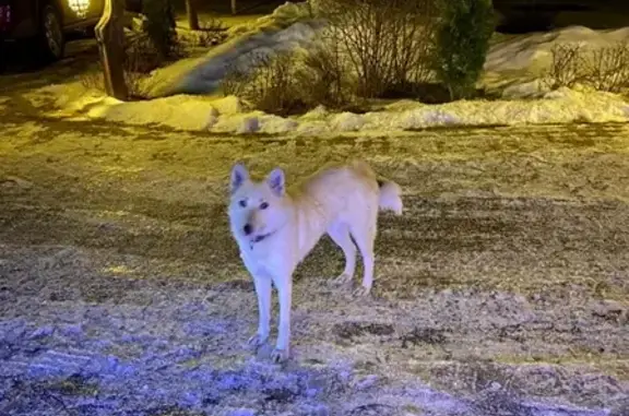 Собака найдена в Волоколамском районе, д. Солодово
