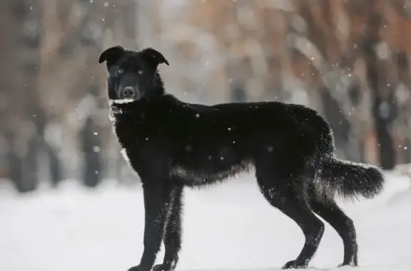 Пропала собака Найт, Южное Бутово, Адмирала Ушакова, 11