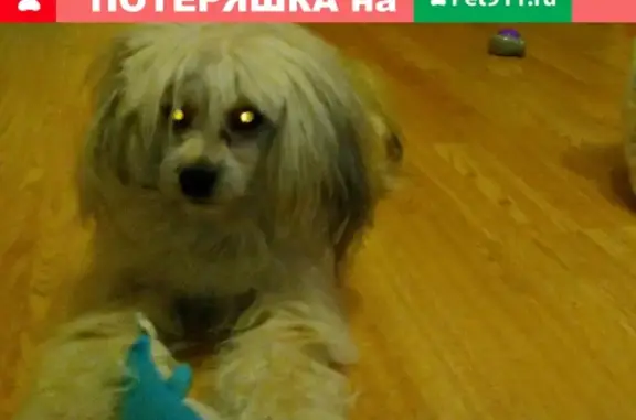Объявления о пропавших и найденных животных, Москва, фото: Пропала собака Арчи в селе Никитском, Раменский р-н