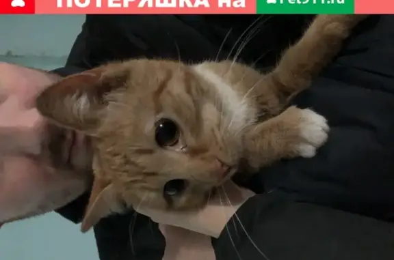 Найдена кошка на ул. Шукшина, Воронеж