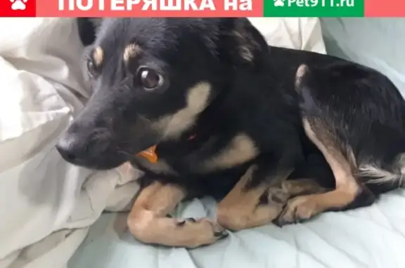 Пропала собака Руна в Ивантеевке, Московская область