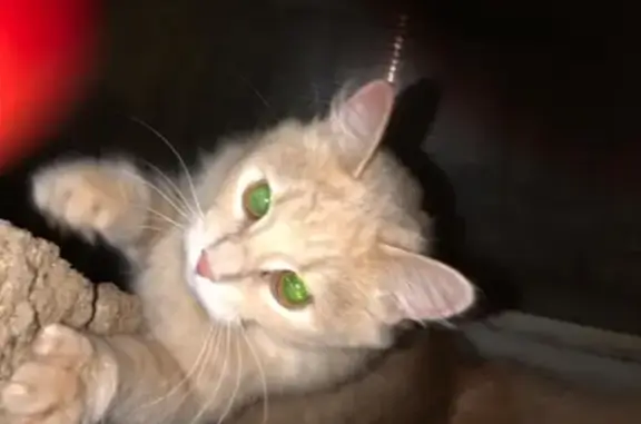 Найдена рыжая кошка в Красногорске