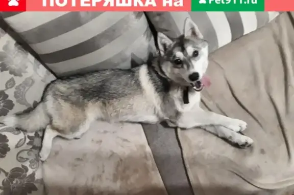 Пропала собака в г. Ейск на ул. Кирпичная и пер. Дружбы