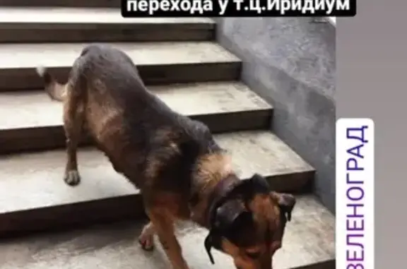 Пропала собака Гриша в Зеленограде, нужна помощь!