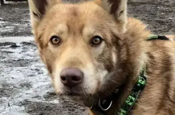 Собака найдена на Киевском шоссе в Москве