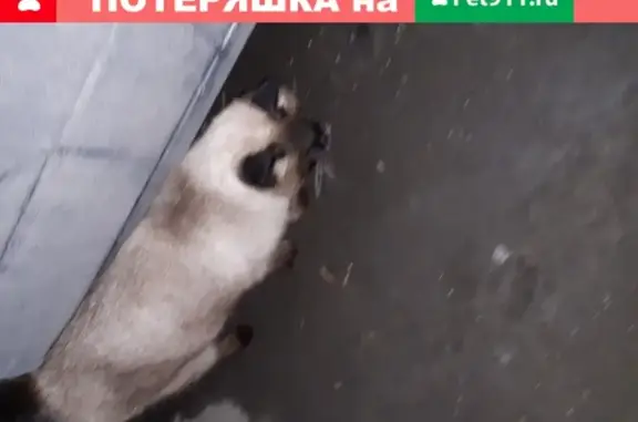 Найдена кошка в Москве, район МЦД и МЦК Окружная