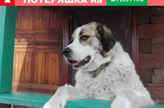 Пропала собака Московская сторожевая в Улан-Удэ