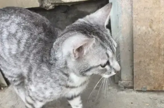 Потерян кот-подросток на ул. Власова в Астрахани