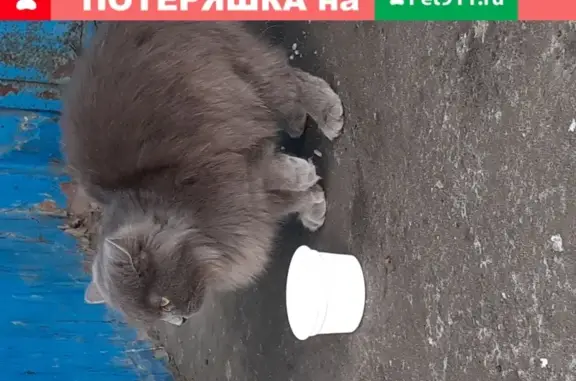 Найдена кошка на ул. Кижеватова, 24 - нужна помощь!