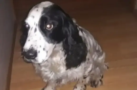 Собаки потеряшки, Санкт-Петербург, фото: Потеряшка собака Бим на улице Десантников 20к1, СПб.