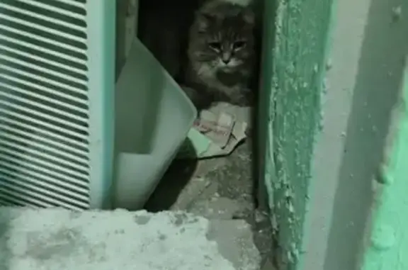 Найден серый кот с густой шерстью на ул. Гурьянова 8