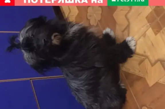 Собака найдена на ул. Радонежской в Самаре.