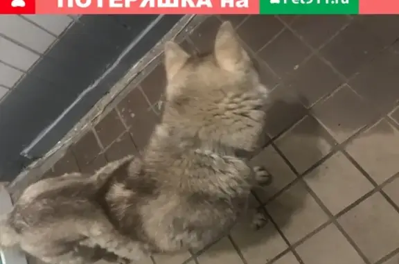 Найдена собака на улице Станционная, Мытищи