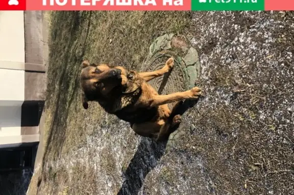 Собака найдена на улице Крылатские Холмы, 35к2.
