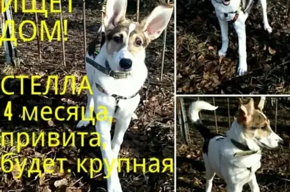 Бесплатно отдается щенок Стелла в Иваново, звоните!