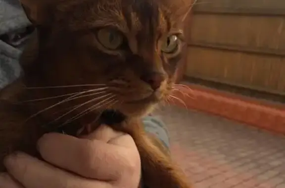 Кошка Абиссинская найдена в Жуково, Московская область