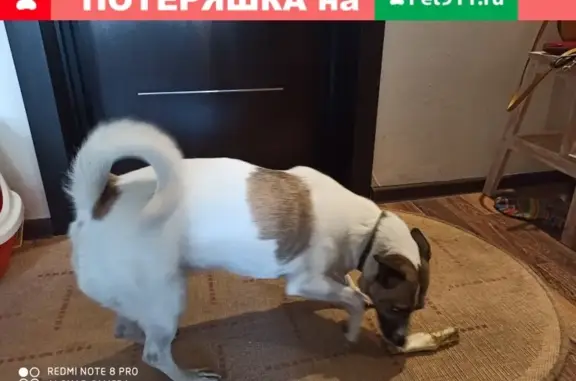 Найдена собака на пр. Ленина, Челябинск