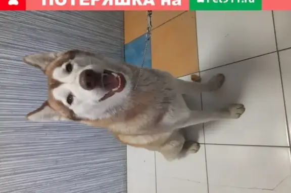 Найдена собака в Астрахани, глаза карие