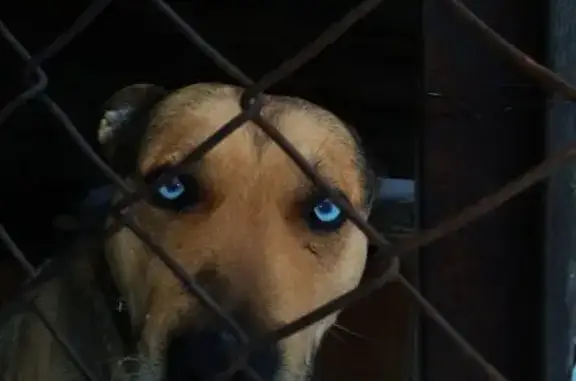 Найдена собака на ул. Анатолия в Барнауле