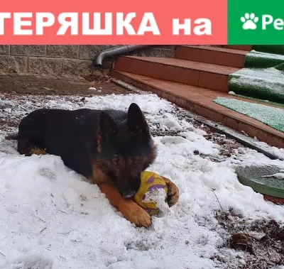 Найдена собака в Троицком, Московская область