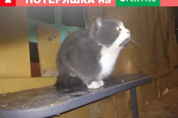 Кошка найдена во дворе Ижевска