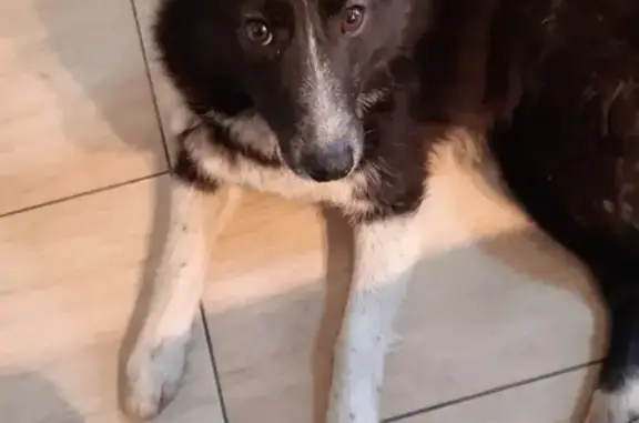 Найдена домашняя собака возрастом 10 мес. на Московском тракте в Тюмени