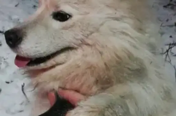 Найдена белая собака на Кавказском бульваре 50