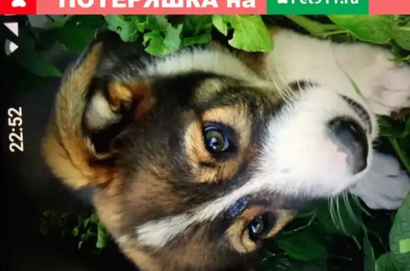 Пропала собака Жека на Донбасской 19