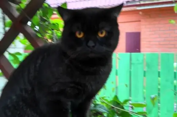Пропала кошка в Орехово-Зуево, ищут свидетелей.