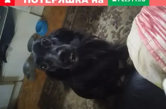 Пропала собака Леся в Москве.