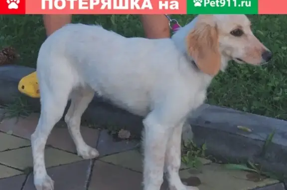 Пропала белая собака с малиновым ошейником в Москве