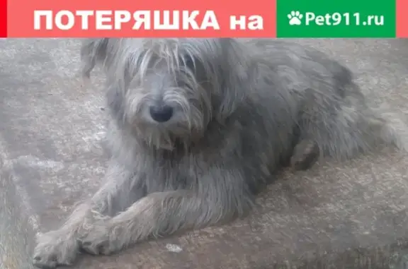 Пропала собака Дина на Динамо 17 февраля