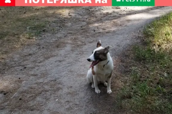 Пропала собака в Лыткарино