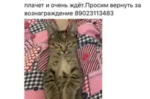 Пропала кошка Мася в Николаевске, Волгоградская область