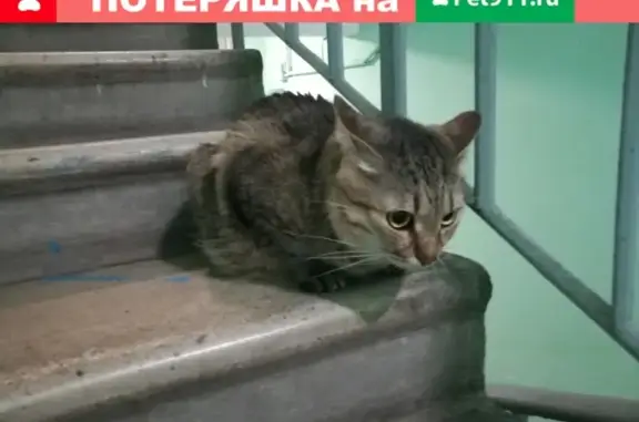 Найден кот в подъезде у метро Багратионовская