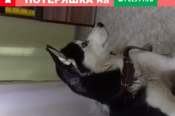 Собака Хаски найдена в Барнауле на Южном Власихинском проезде, 42.