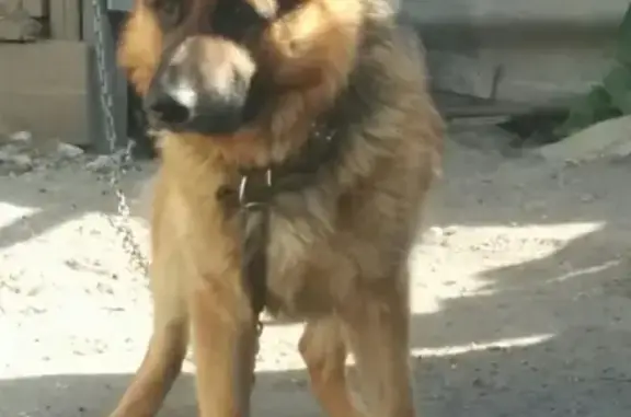 Собаки потеряшки, Ульяновск, фото: Потеряшка Немецкая овчарка в Ульяновске