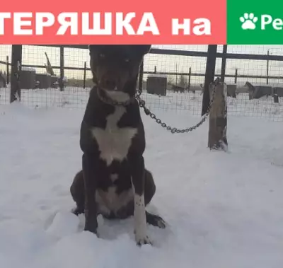 Пропала собака Кудама, Юдинки, Московская область.