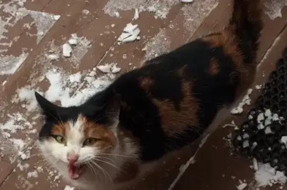 Найдена кошка в Петрозаводске на улице Котовского
