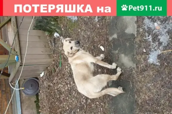Найдена собака с красным ошейником на Октябрьской улице, Ильинский