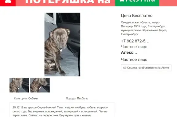 Найдена собака на трассе Серов-Екатеринбург, куратор не желает ее возвращать хозяевам.