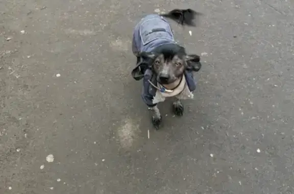 Найдена собака в Подольске на Высотной улице 3В